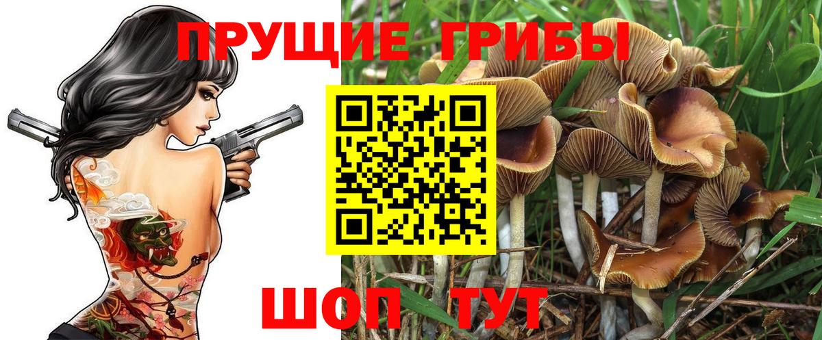 Галлюциногенные грибы Cubensis Королёв
